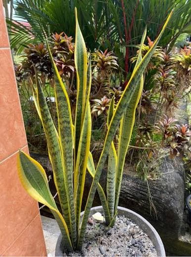 Lidah Mertua (Sansevieria Trifasciata)