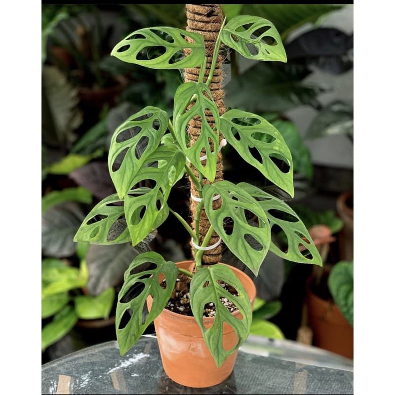 Monstera Adansonii (Janda Bolong)